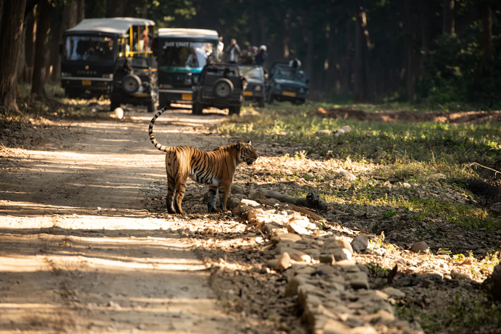 A tiger crossing a forest track in front of safari jeeps in Jim Corbett National Park